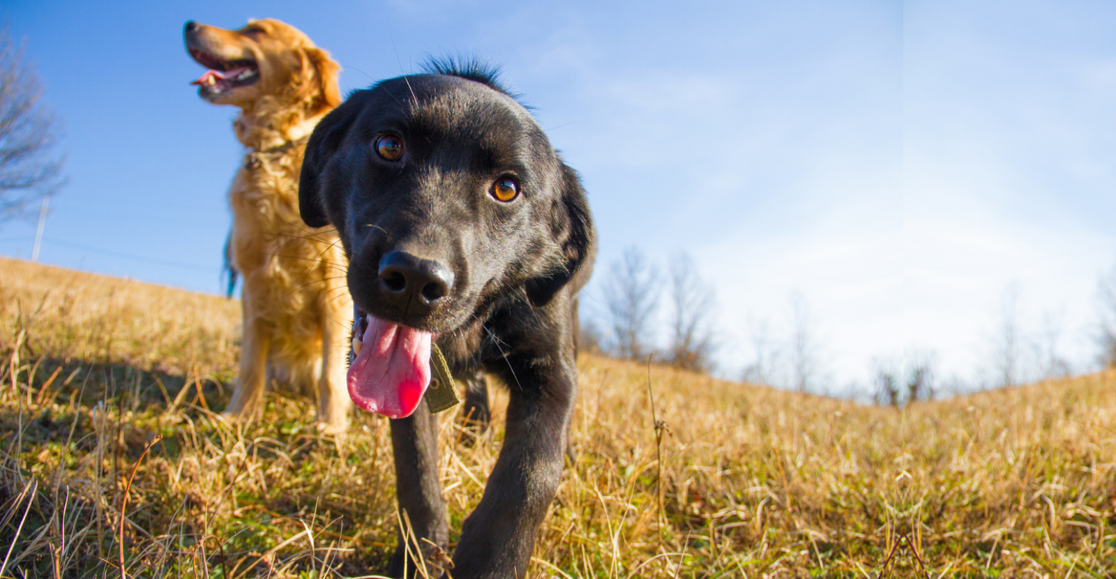 5 Dog Park Tips You Need to Know