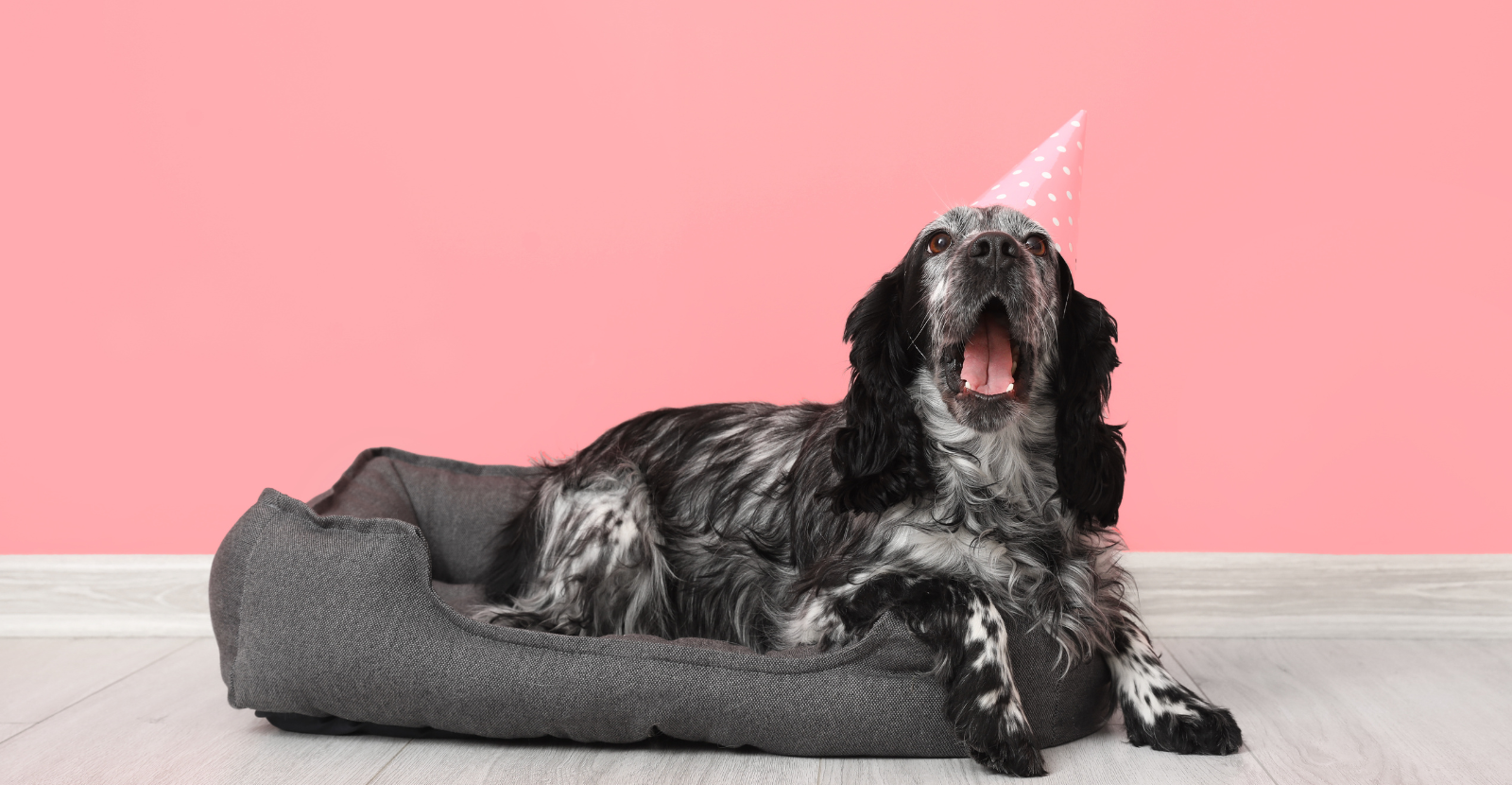Celebrate Your Dog: 8 Ideas for National Dog Day