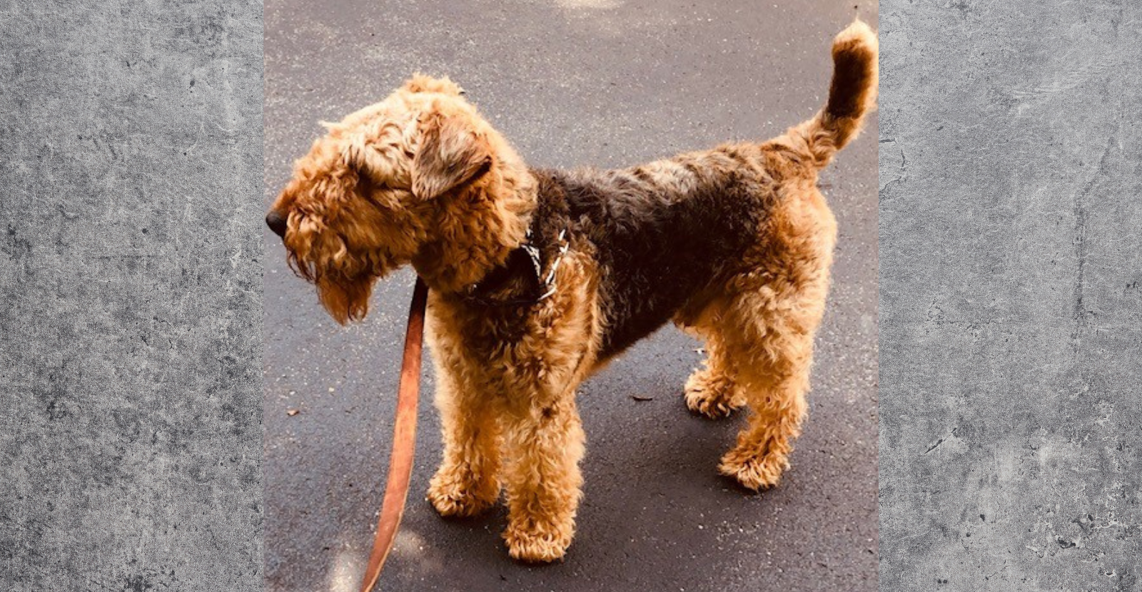 Airedale Terrier Thrives with Glyde
