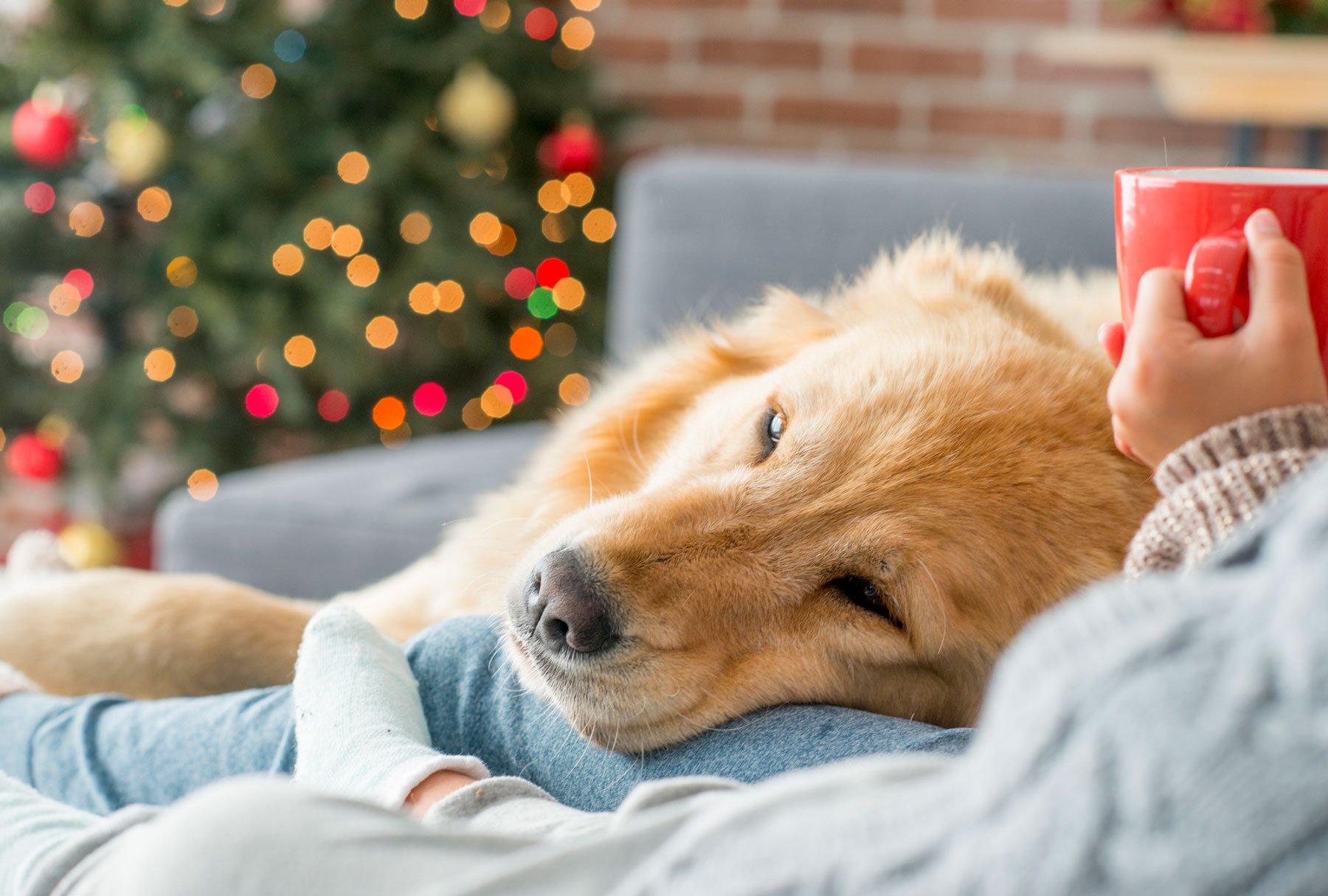 Make the Holidays Special with Your Dog