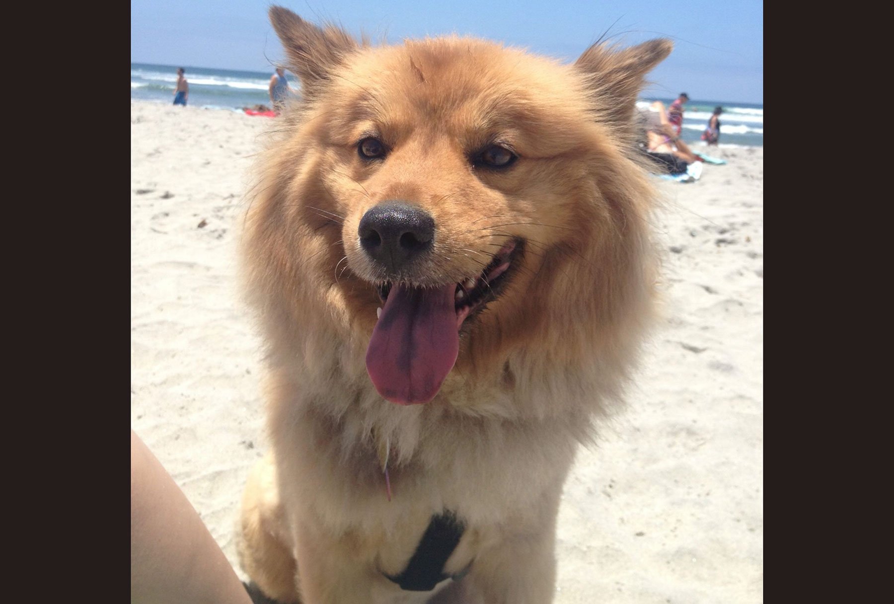 Ginger the Beach Dog