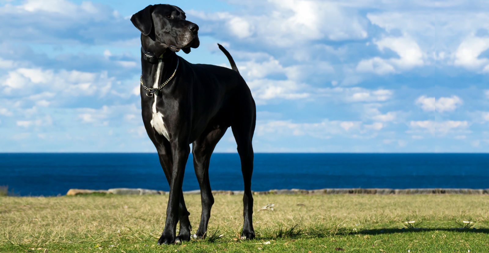 Great Danes Offer Lots to Love, Gentle but At Risk for Arthritis