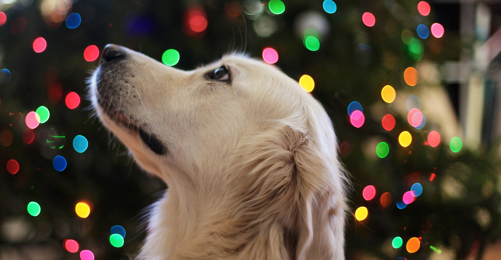 5 Tips for Safe Holiday Travel with Your Pet