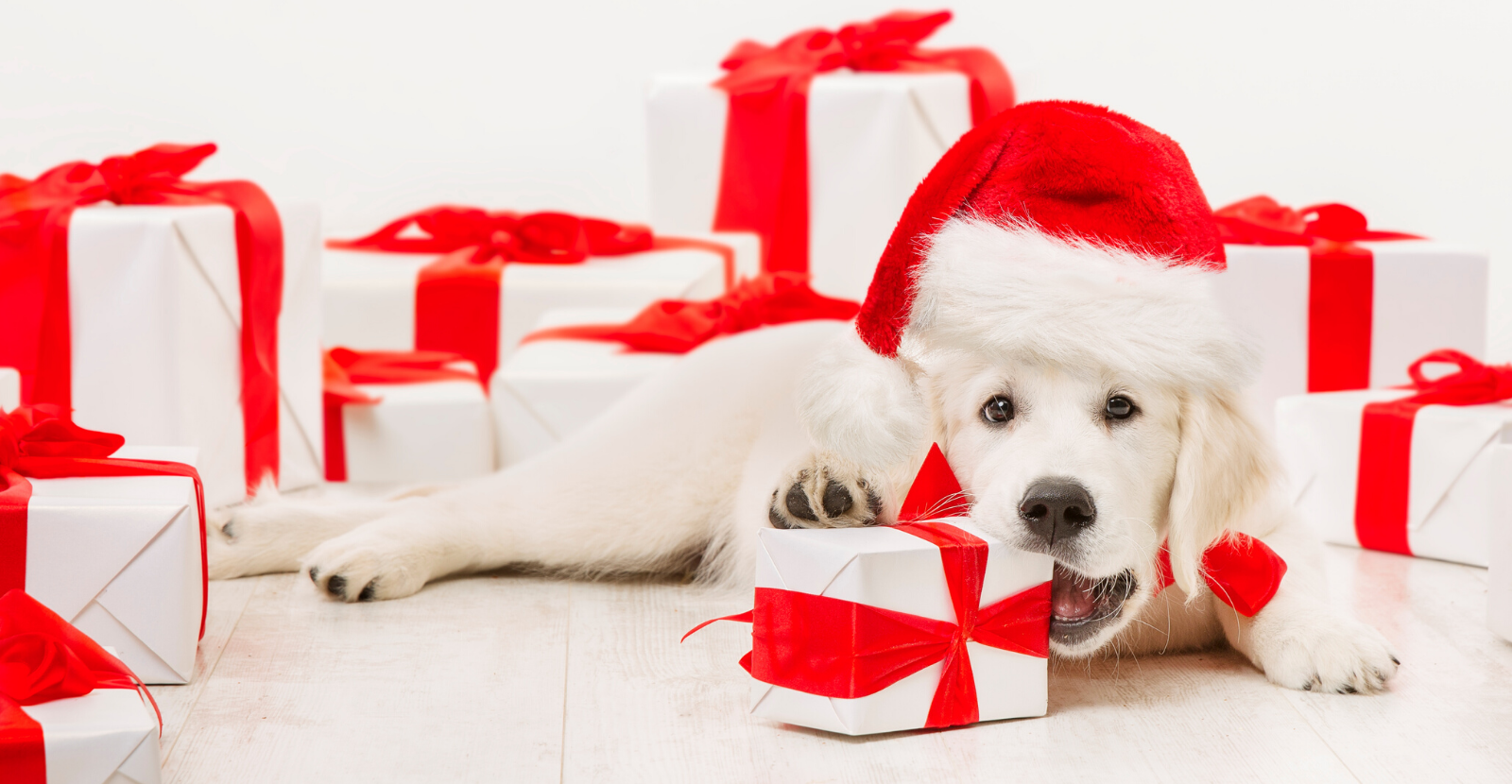 It's a Wrap: Our Most Popular Pet Health Blog Posts of 2019