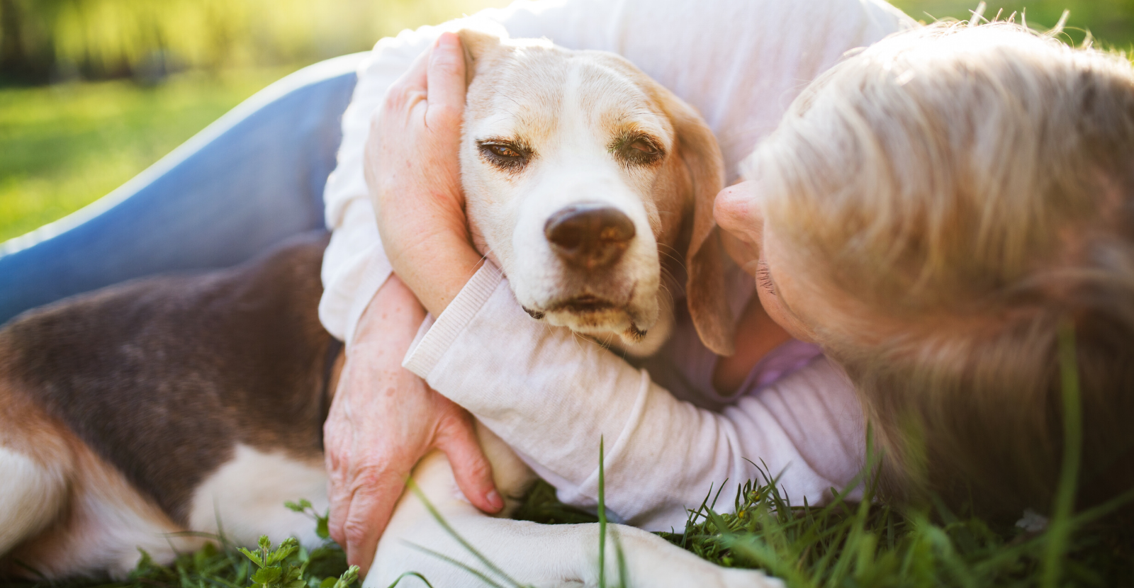 Compassionate, Affordable Care for your Senior Dog