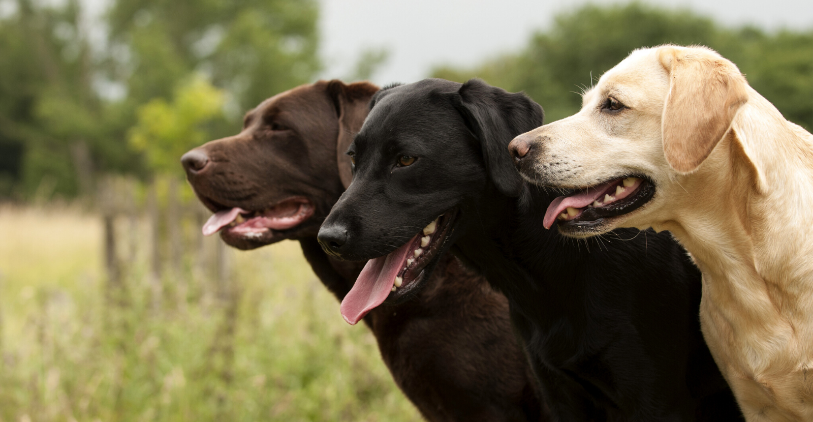 Labrador Retrievers: Beautiful, Top Dogs with Big Arthritis Risk