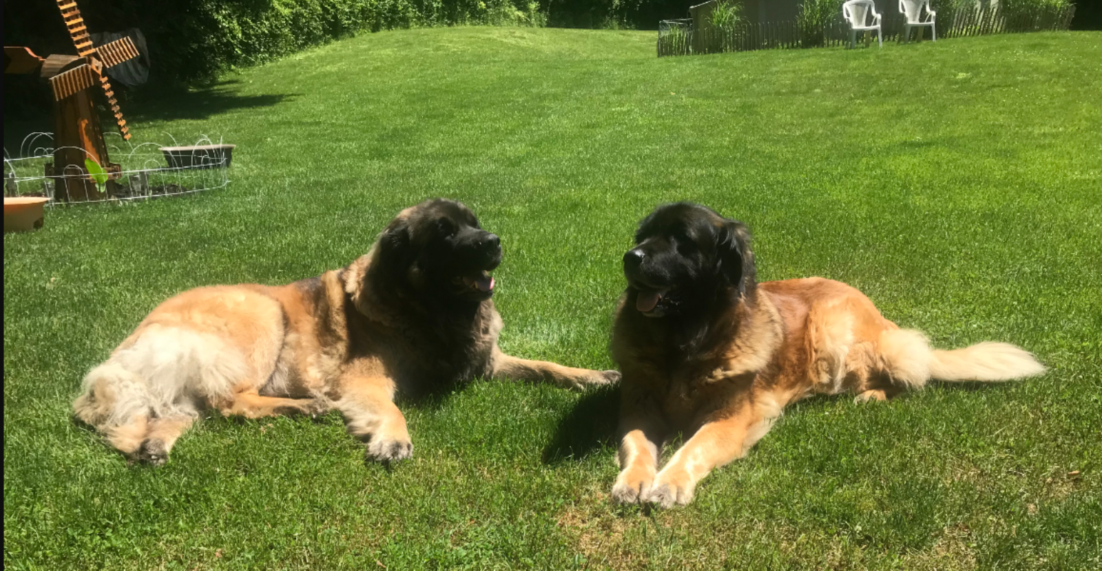 Leonbergers Bounce Back from Hip Dysplasia thanks to Glyde