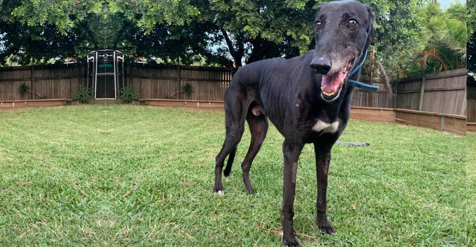 Luther the Greyhound's Second Life with Glyde