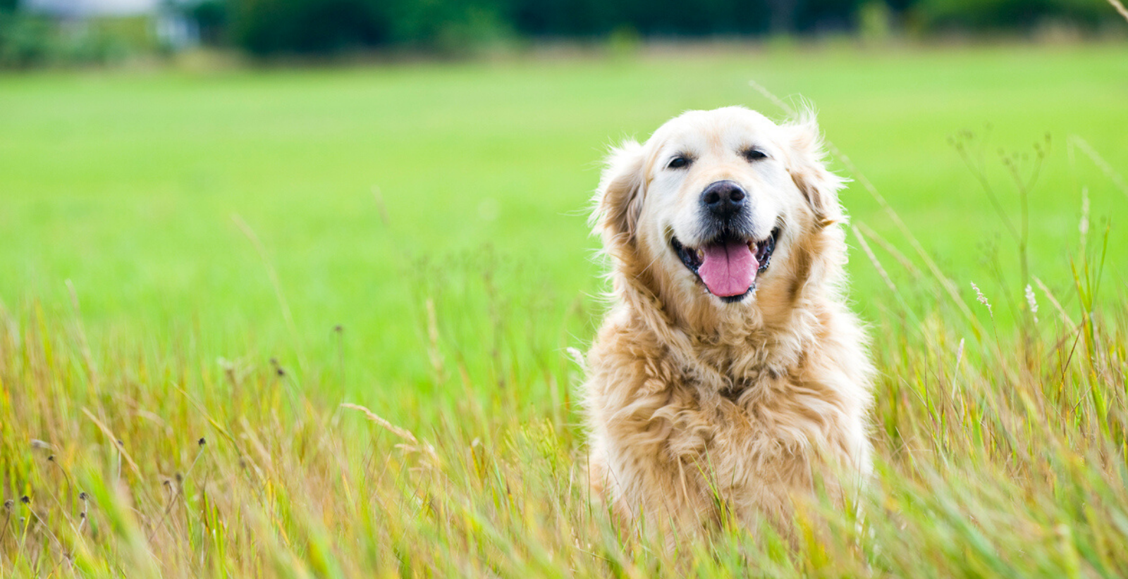 14 of the Most Lovable Dog Breeds