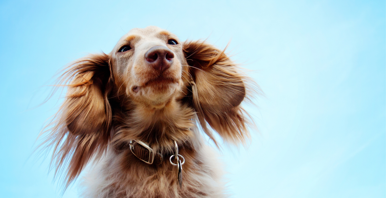 What You Need to Know About Joint Supplements for Dogs