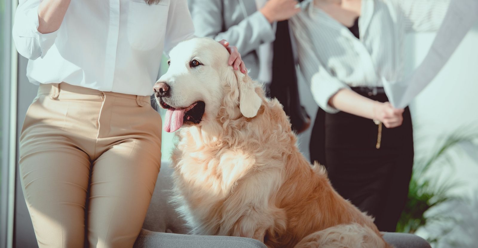 Benefits of Pets in the Workplace