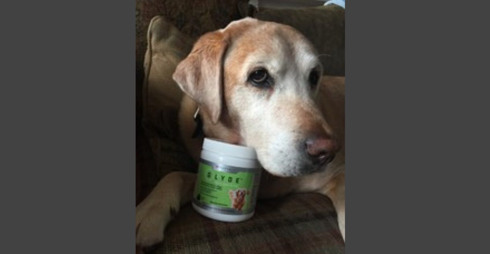 Leroy is a Glyde Guide Dog