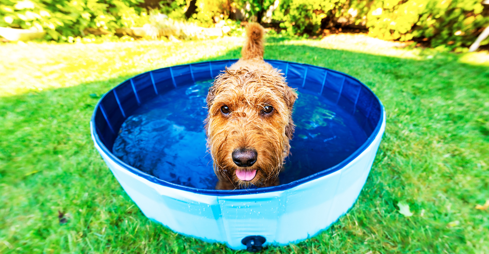 Top 7 Dog Days of Summer Health Tips