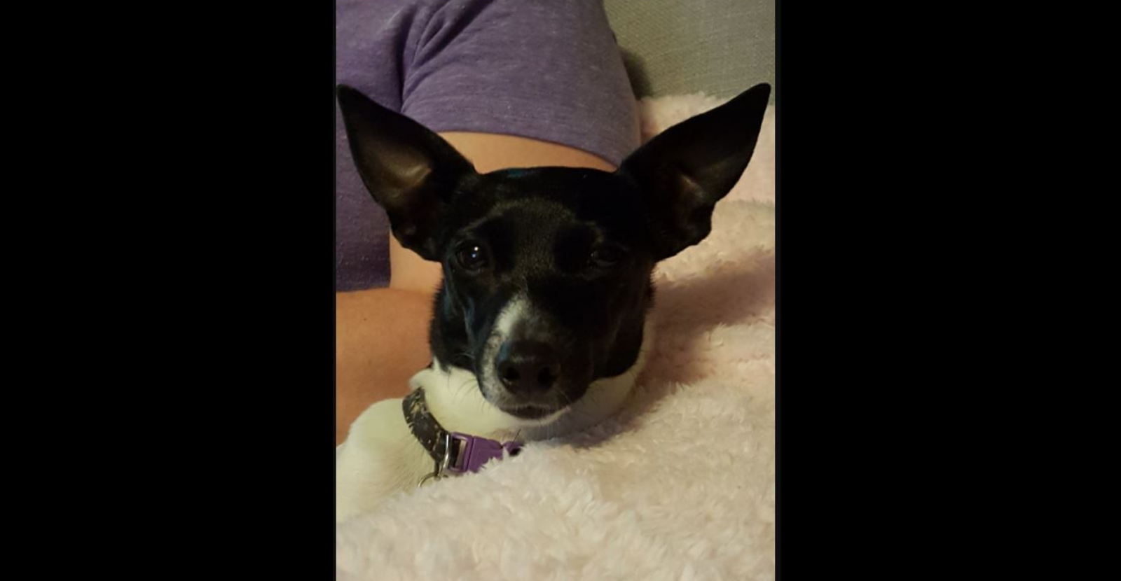 Luna the Fox Terrier Loves Glyde