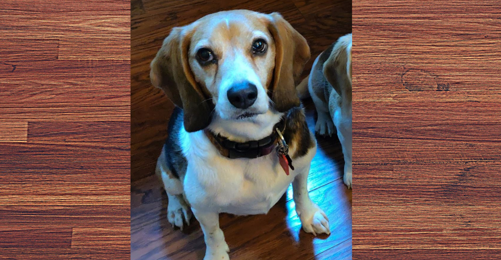 Toby the Beagle Stays Active with Glyde