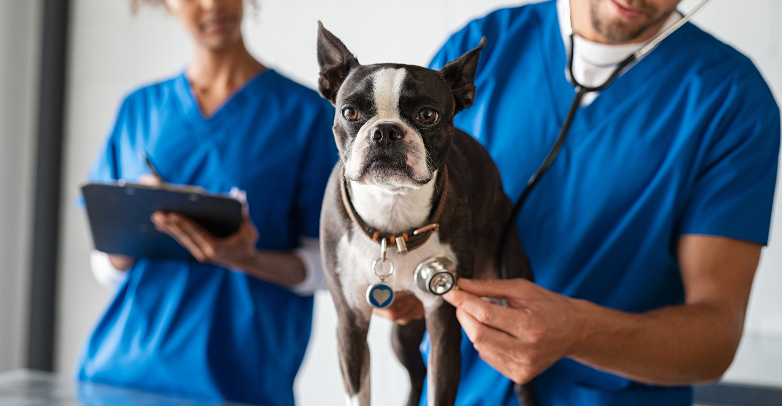 How to Make Veterinarian Visits Less Scary For Your Dog