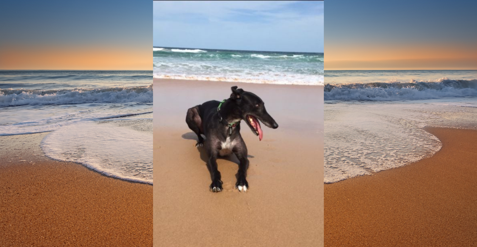 Wilson the Greyhound's Mum: I Highly Recommend Glyde!