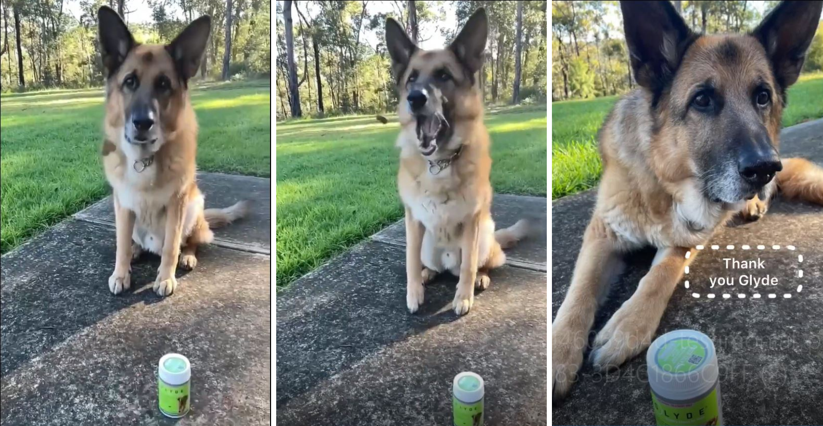GSD Zac Used Glyde to Prevent Arthritis & Stay Active [VIDEO]