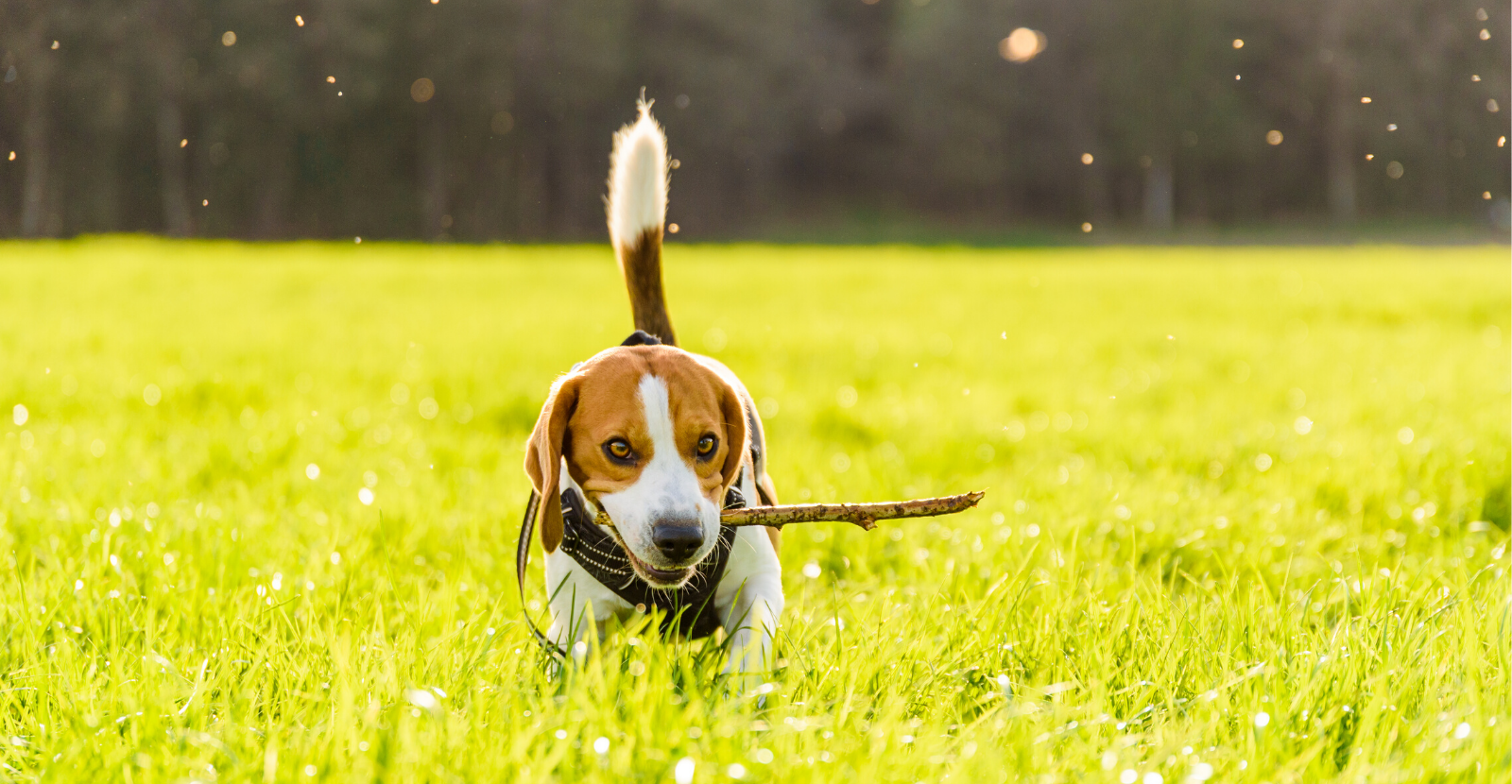 5 Tips to Keep Your Dog Active