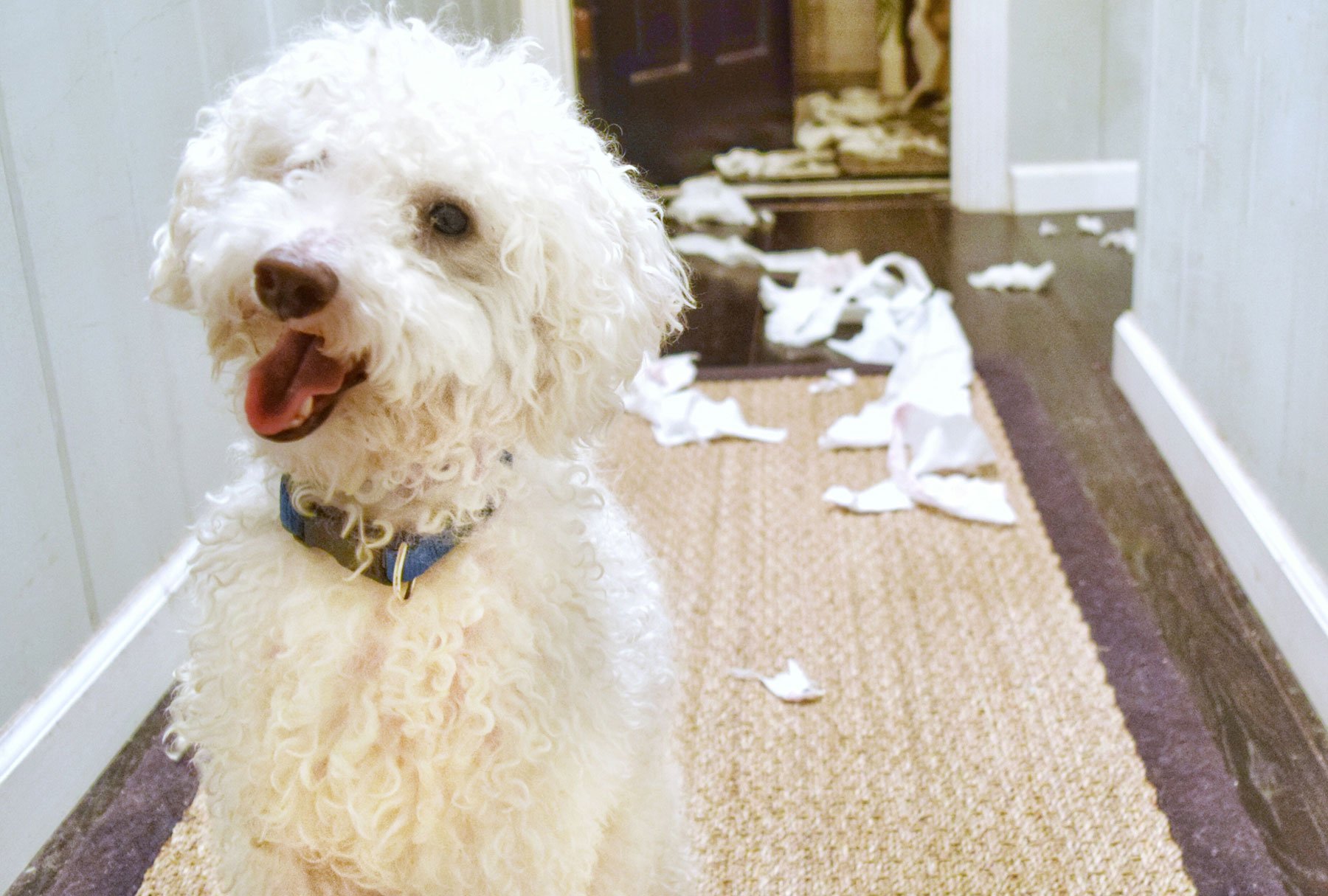 14 Things Only Dog Lovers Will Understand