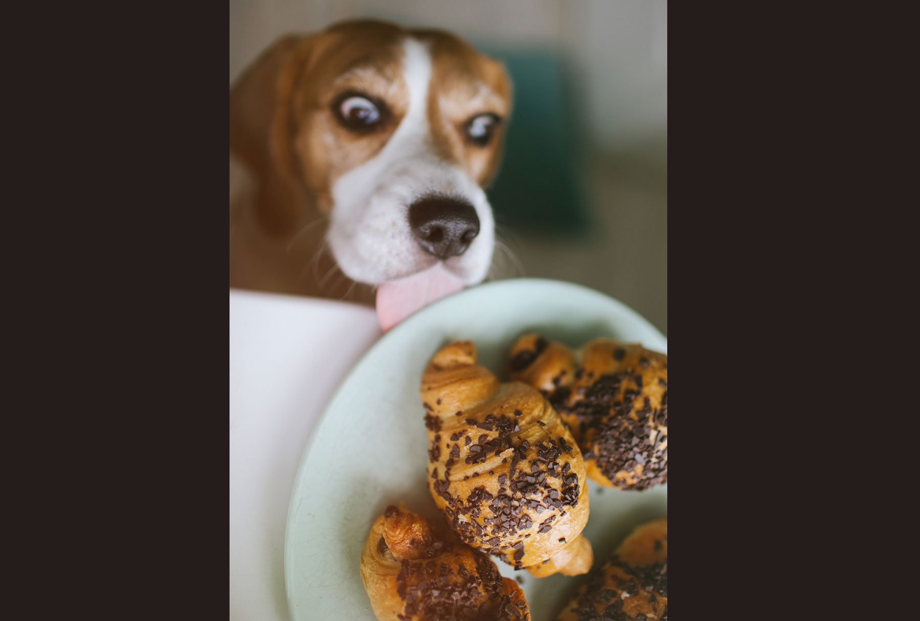 can my beagle have chocolate? 2