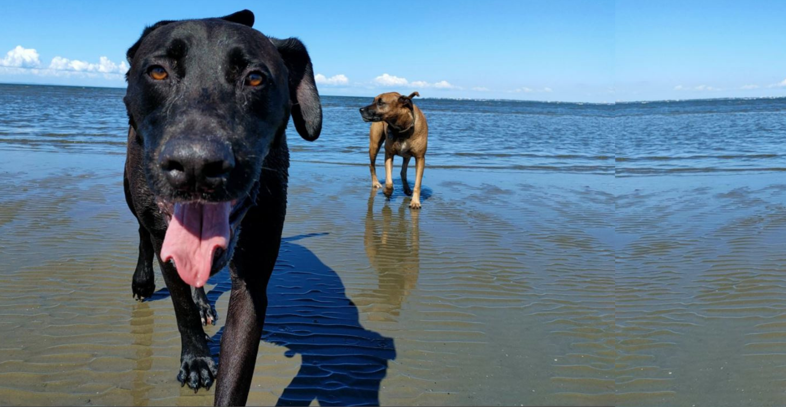 Glyde Winds the Clock Back for Brutus