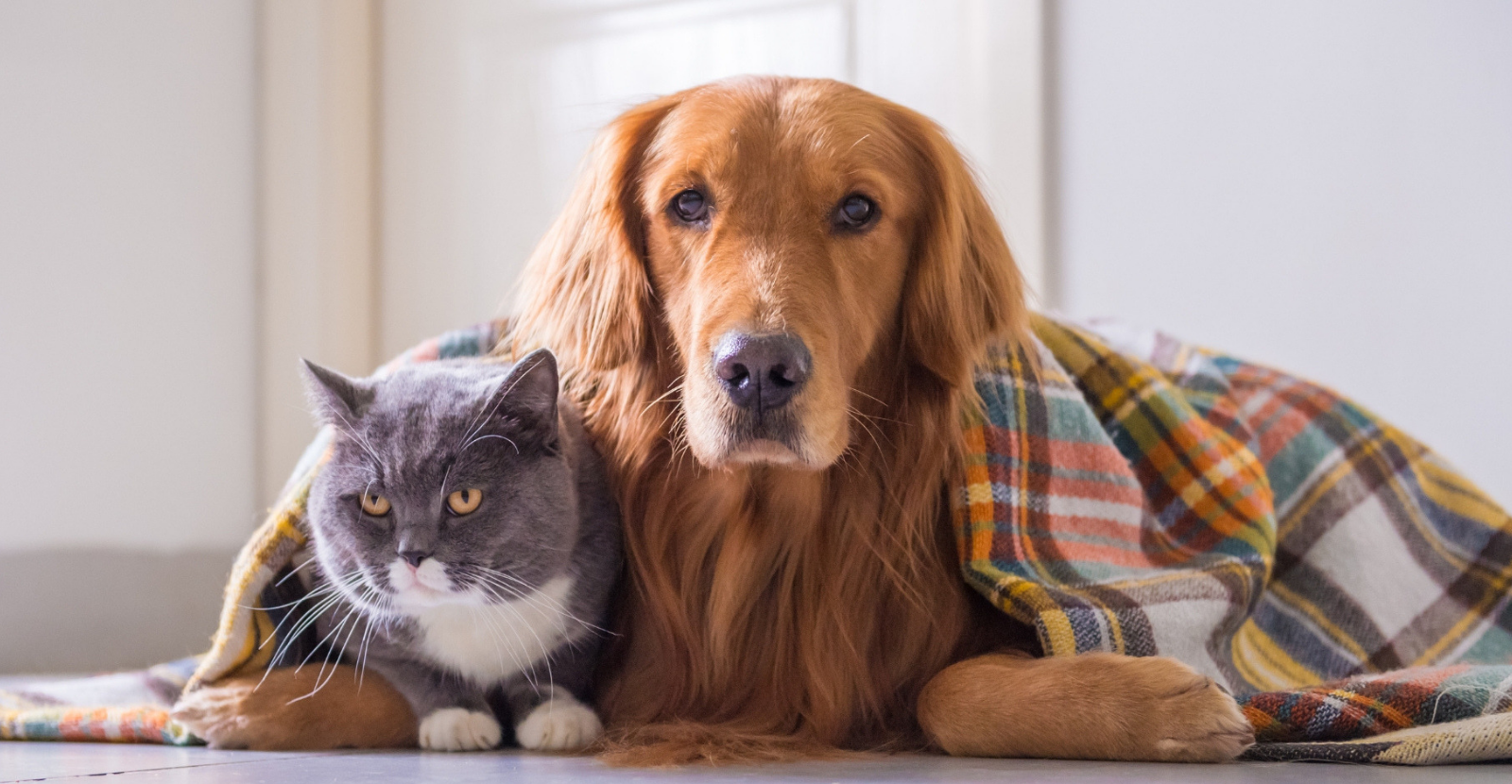 5 Cooler Weather Pet Health Tips [Infographic]