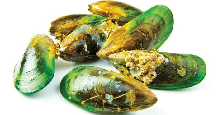 Green Lipped Mussel (GLM) the Power behind Glyde