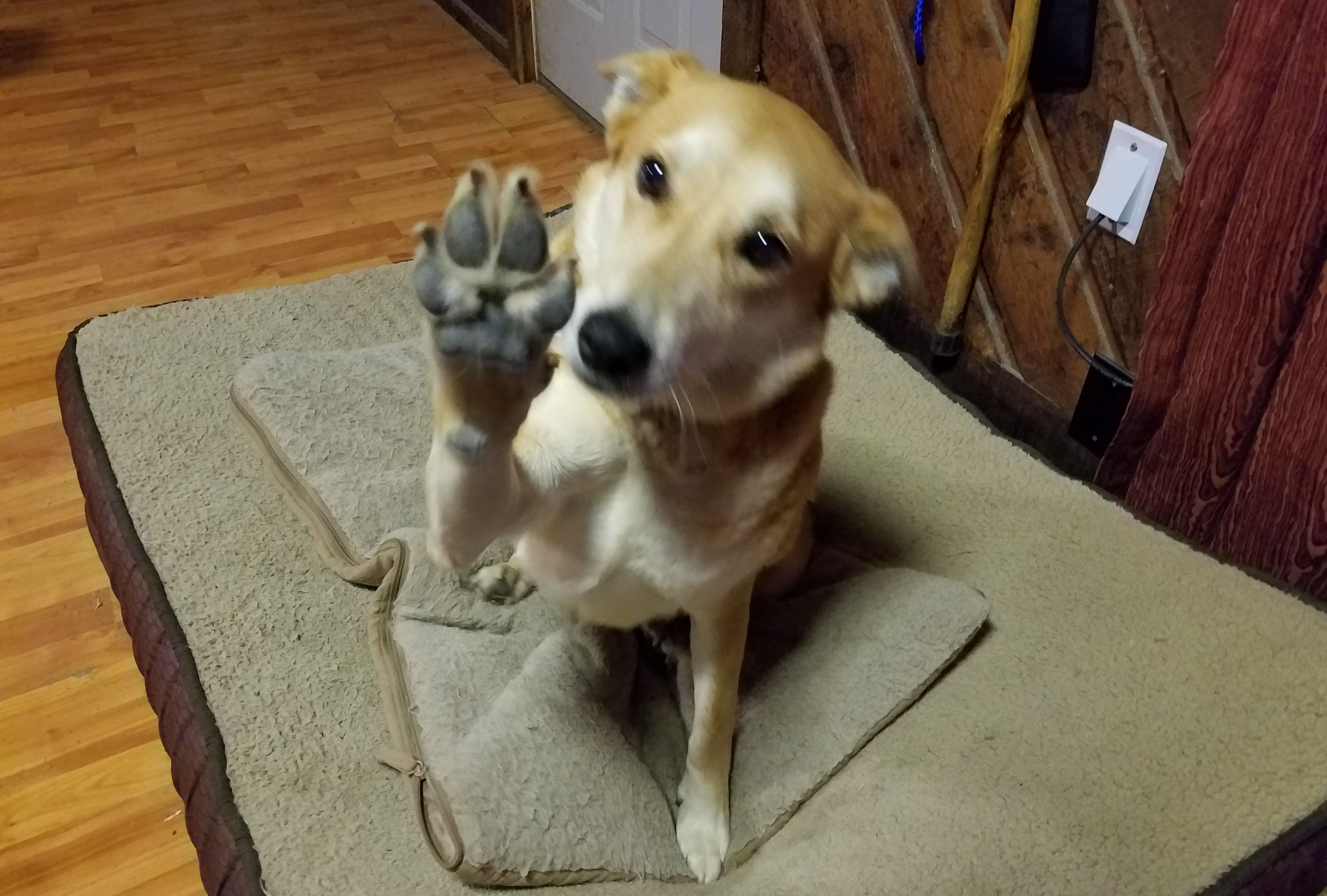 Lucky Gives a High Five