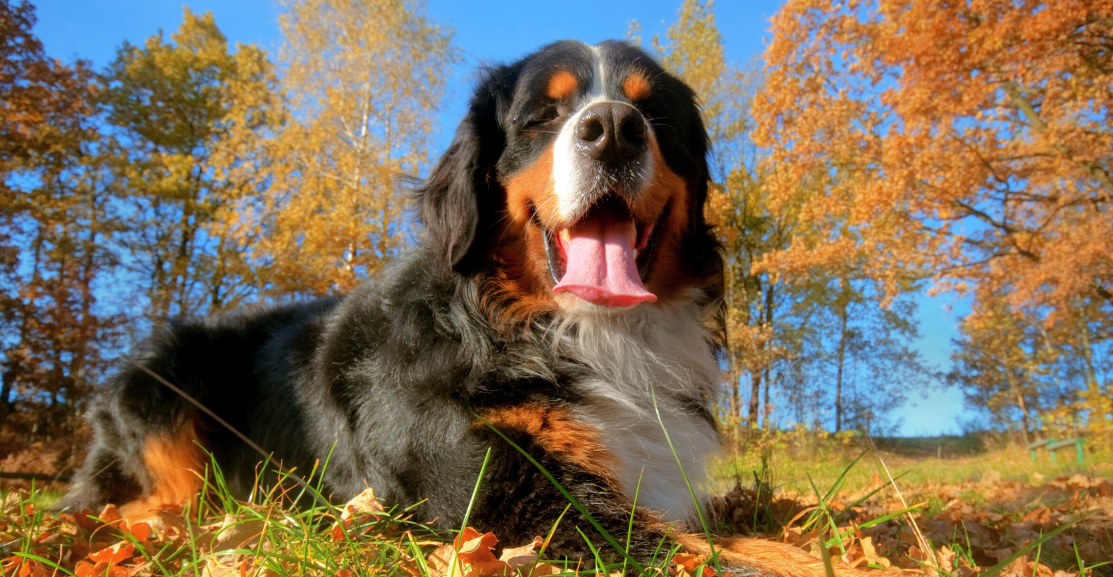 Bernese Mountain Dogs: a Big, Beautiful, Arthritis-Risk Breed