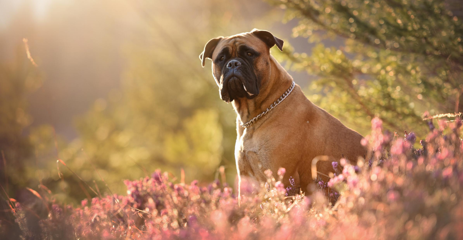 Boxers Always Active & Often At Risk for Arthritis