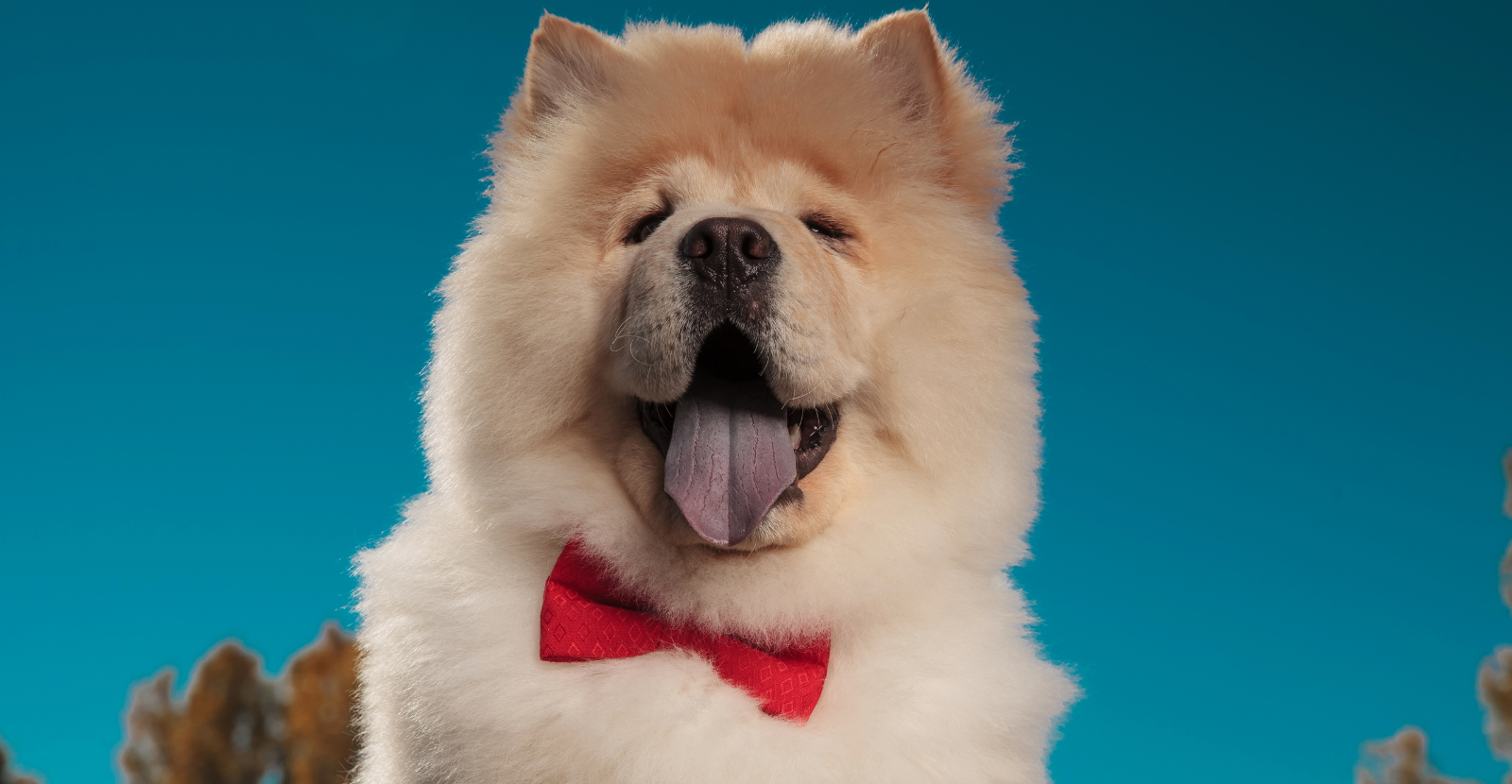 Chow Chow: Regal, Refined & Uniquely At Risk