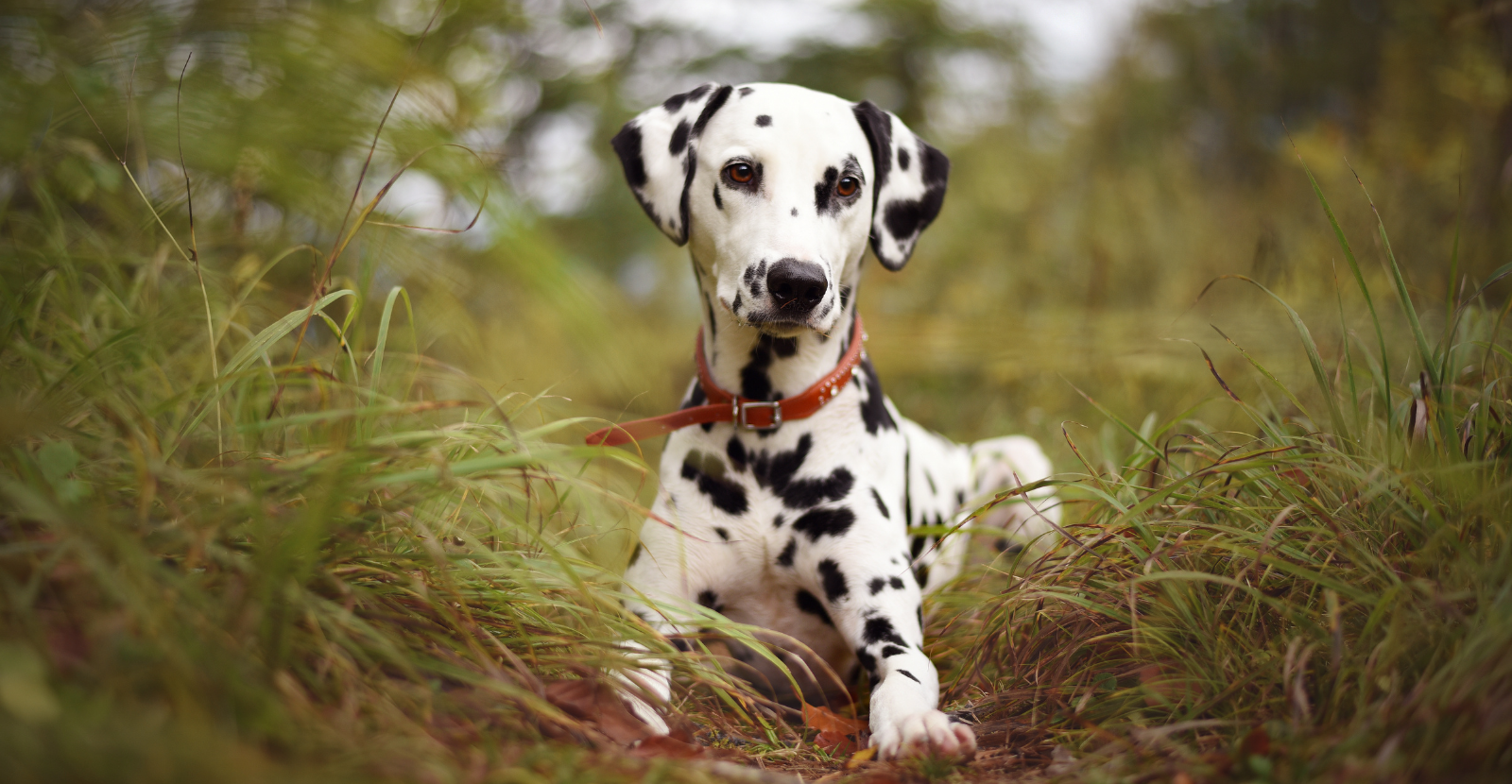 what is the population of dalmatian