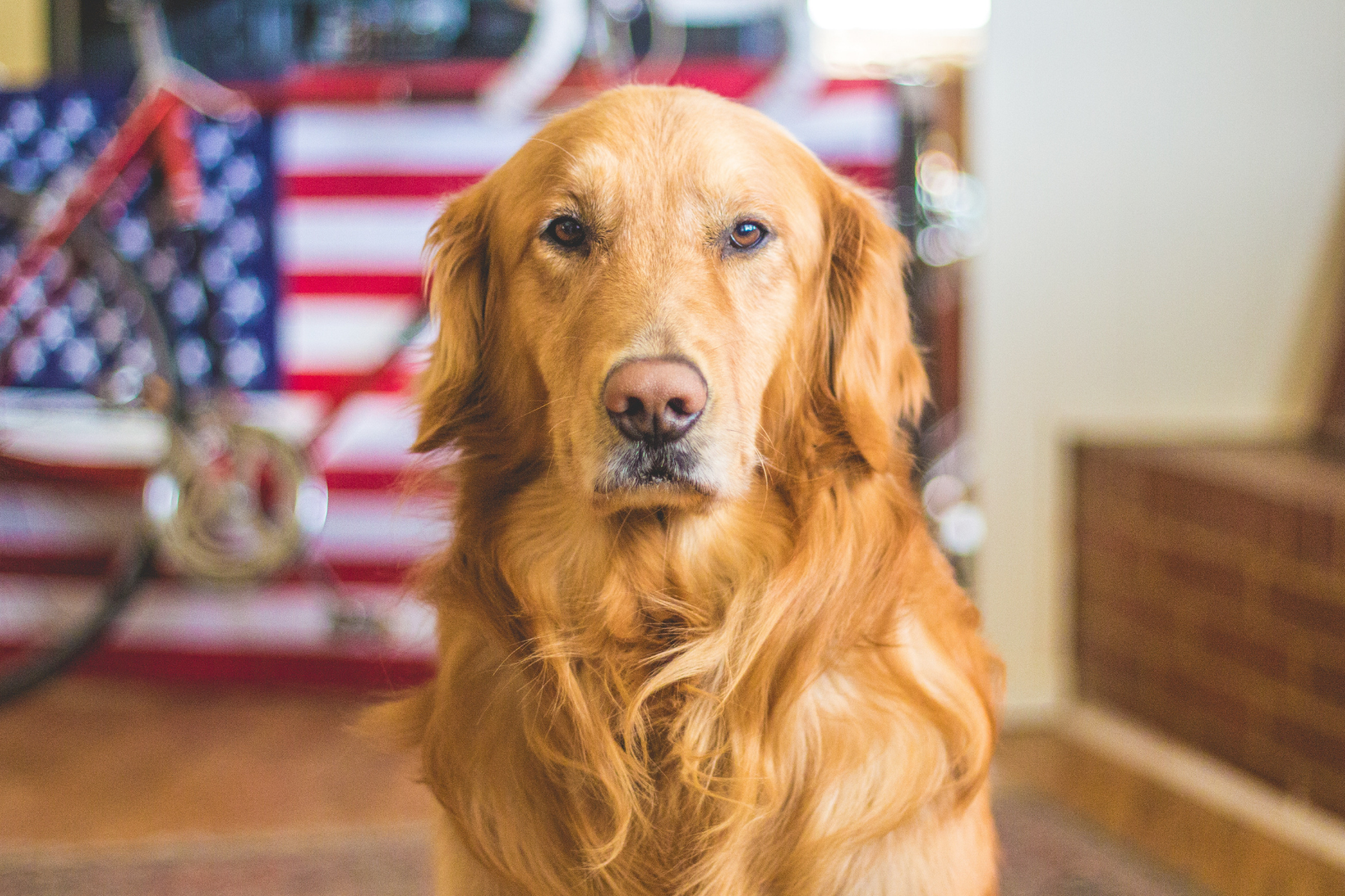 Golden Retrievers: Loving, Beautiful and at Risk for Arthritis