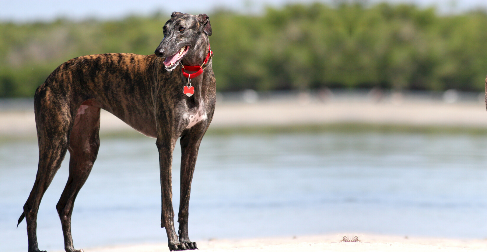Greyhounds: Made for Speed and At Risk for Arthritis