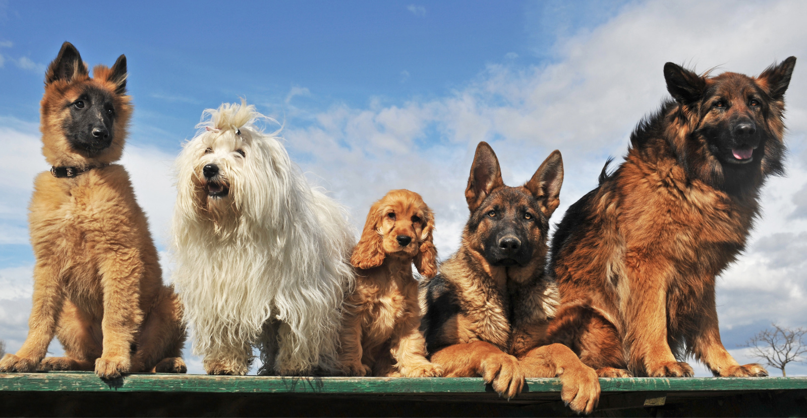 Mixed Breeds: Beautiful, Unusual and At Risk for Arthritis