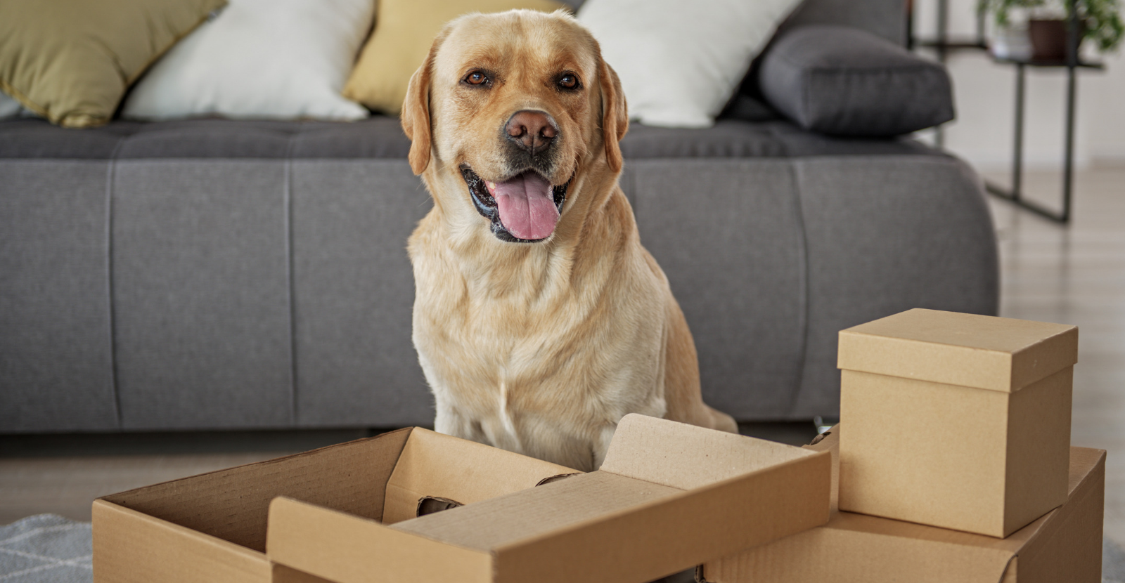 Moving to a New Home with Your Pup
