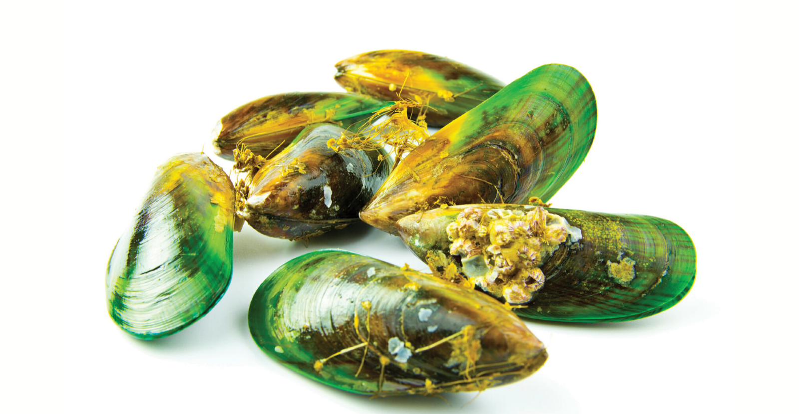 Green Lipped Mussel (GLM) for Dogs is the Power behind Glyde
