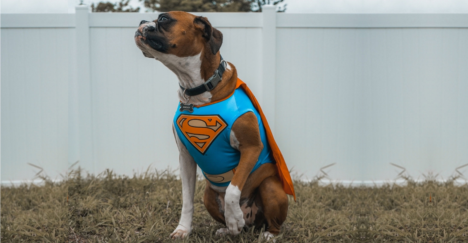 Our Favorite Pet Costumes Unveiled