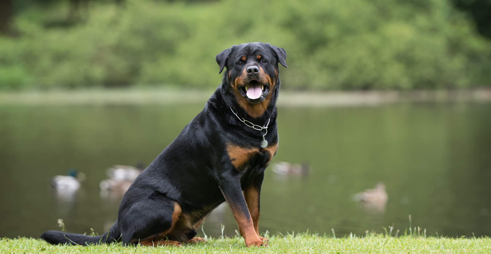 are rottweilers expensive to keep