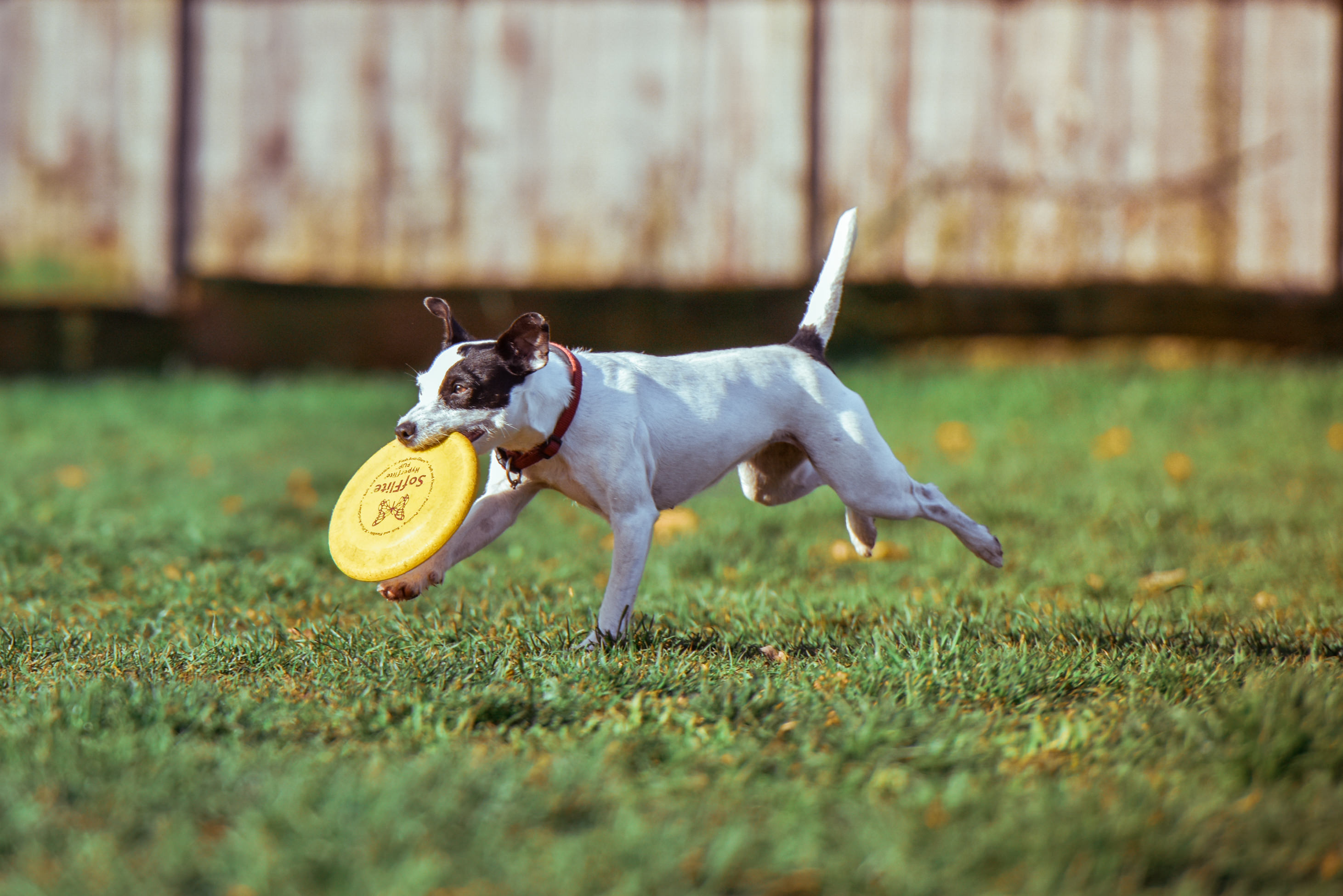 Top 7 Dog Days of Summer Health Tips