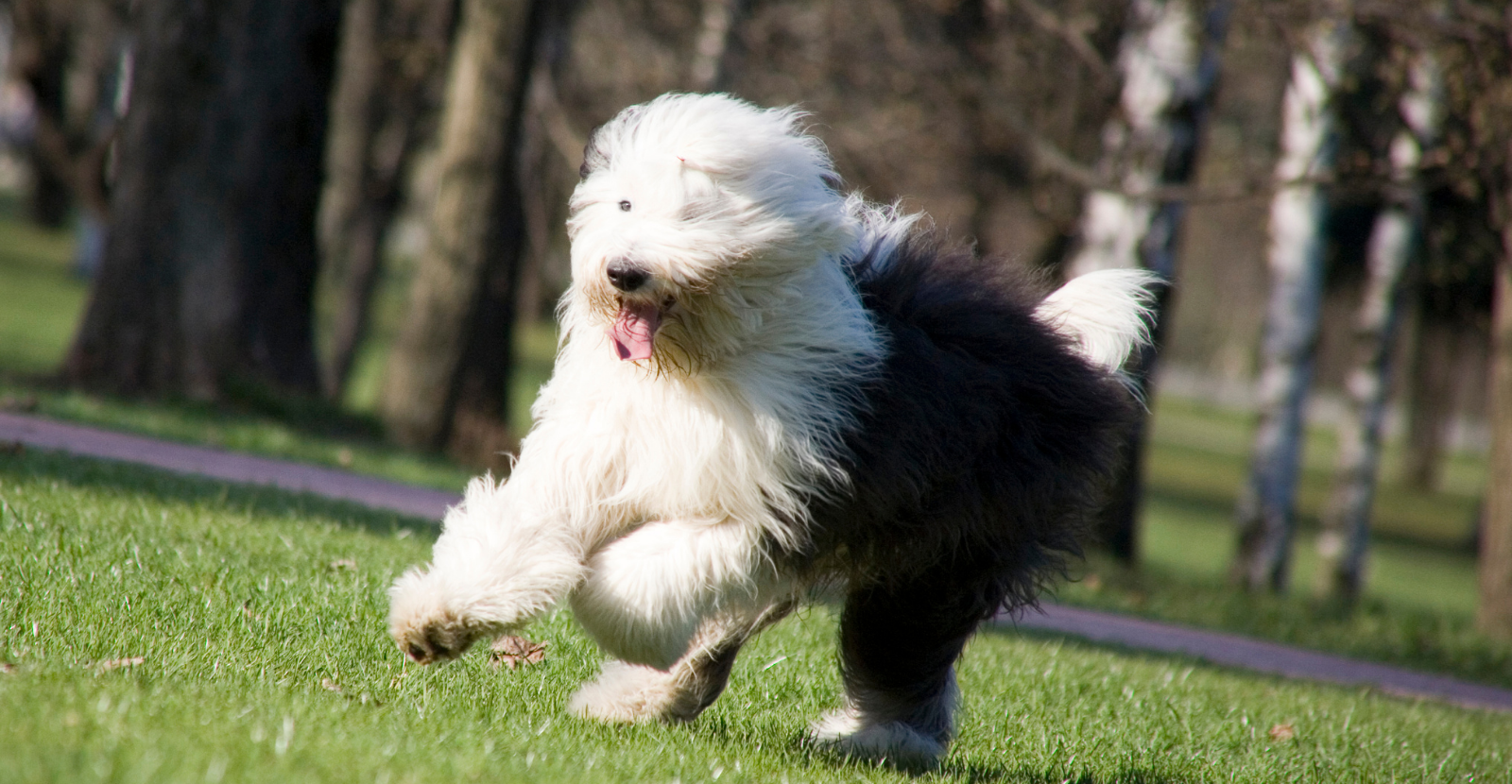 Old English Sheepdog: Fun, Beautiful and at Risk for Arthritis