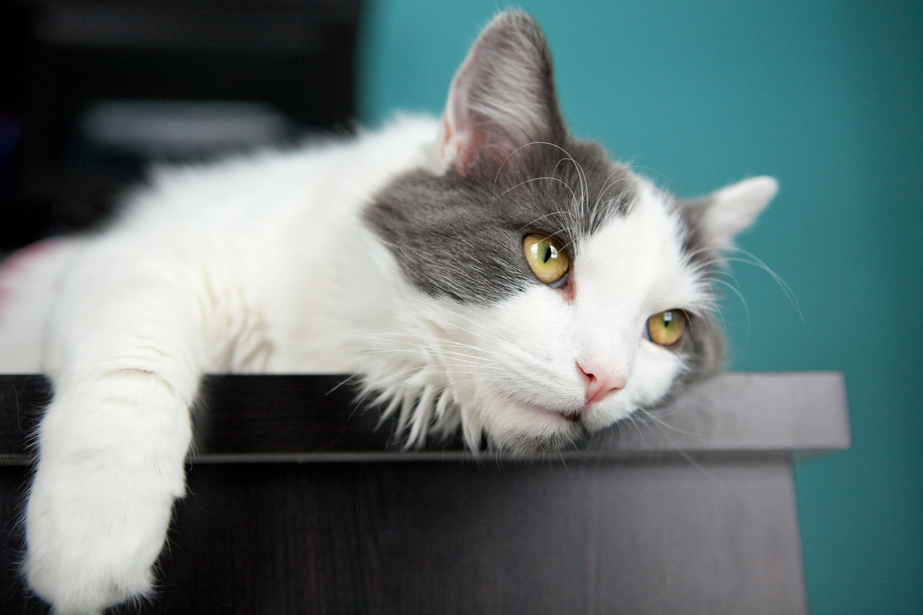 Do Cats Get Arthritis?