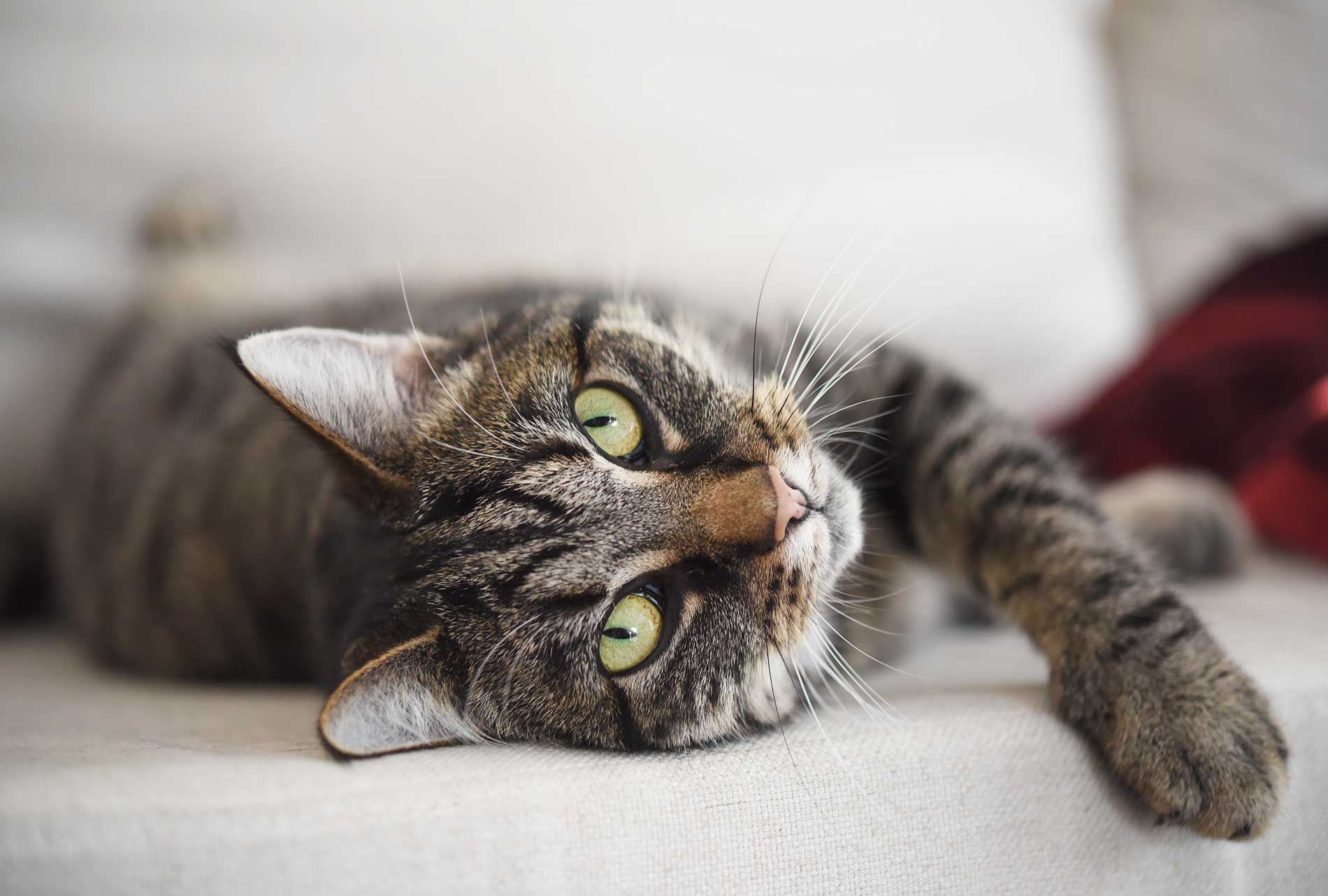 5 Secrets to Know about Joint Supplements for Cats