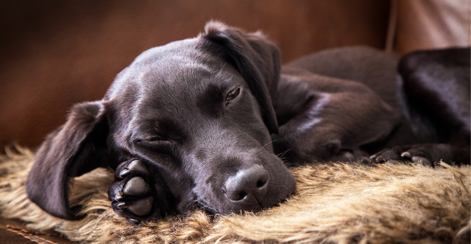 Шоколадный лабрадор. Лабрадор лежит. Чёрная собака во сне. Большая черная собака во сне. К чему снится большая добрая черная собака