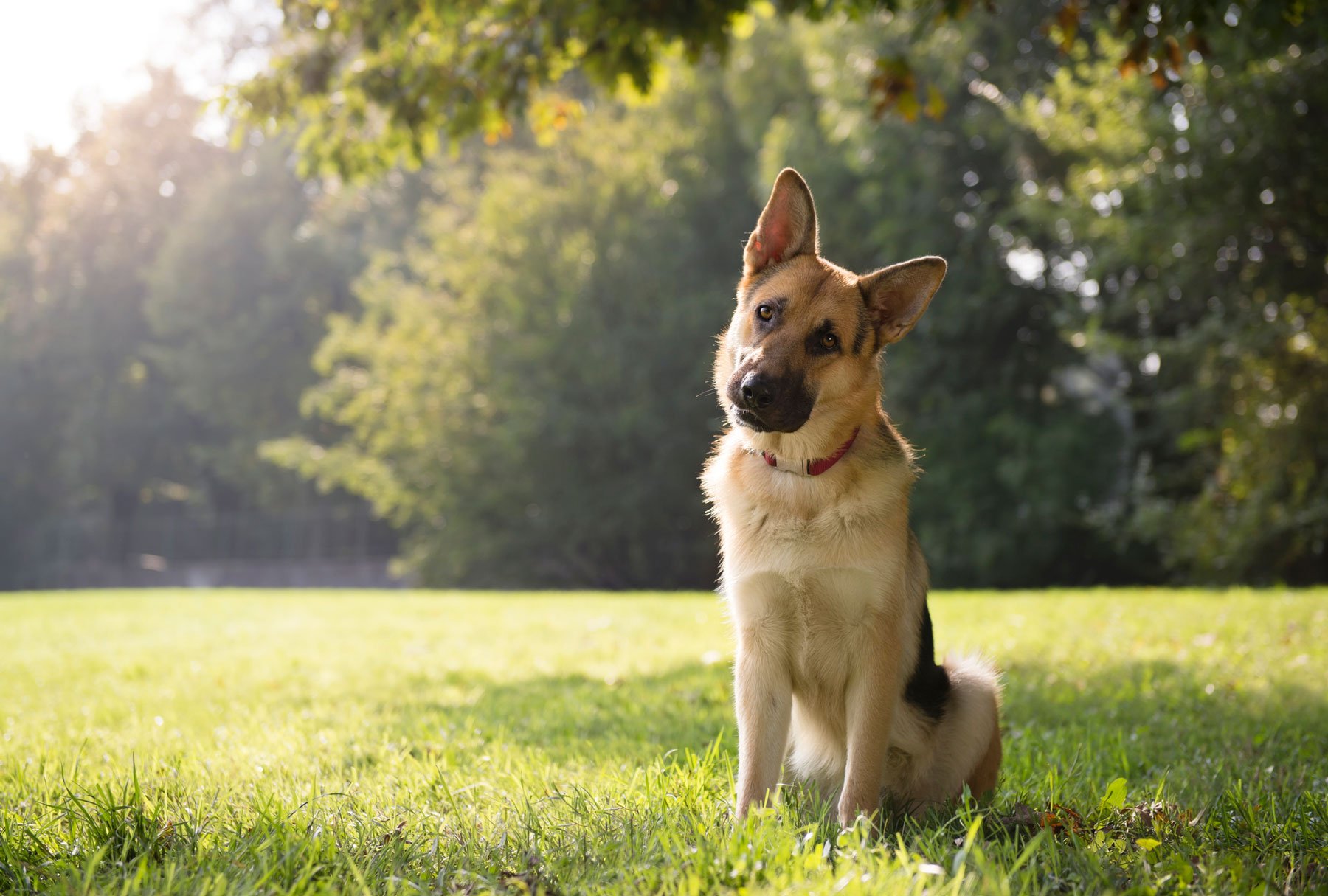 Top 4 Things Your Dog is Telling You