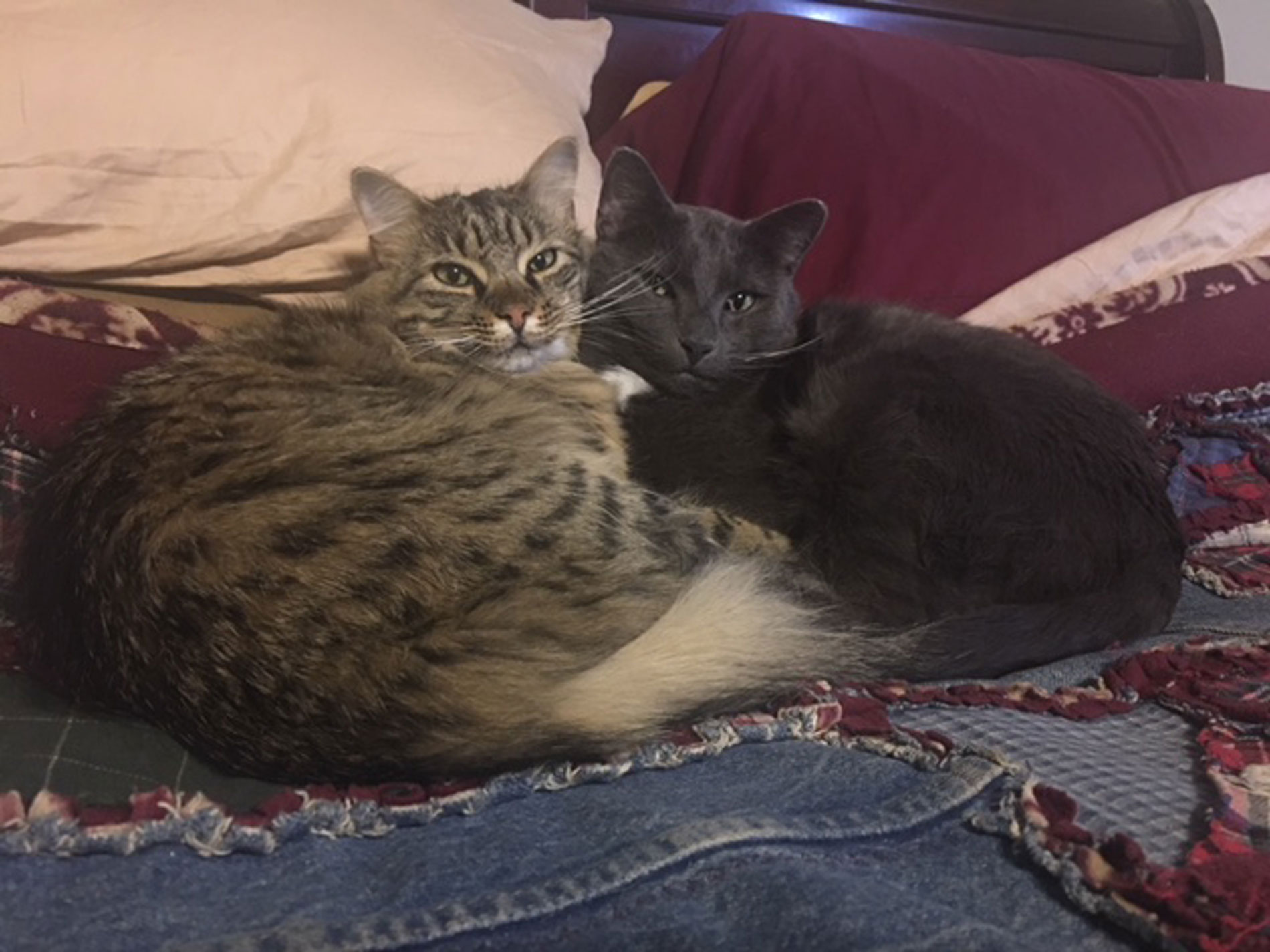 Missy & Zander Zoom
