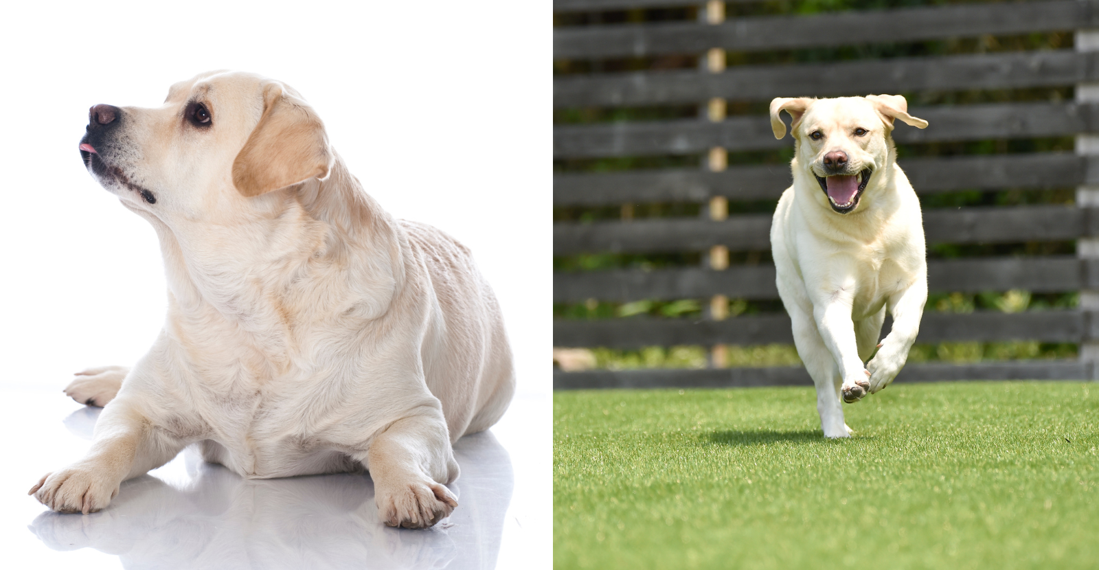 Is Your Dog Fit or Fat?