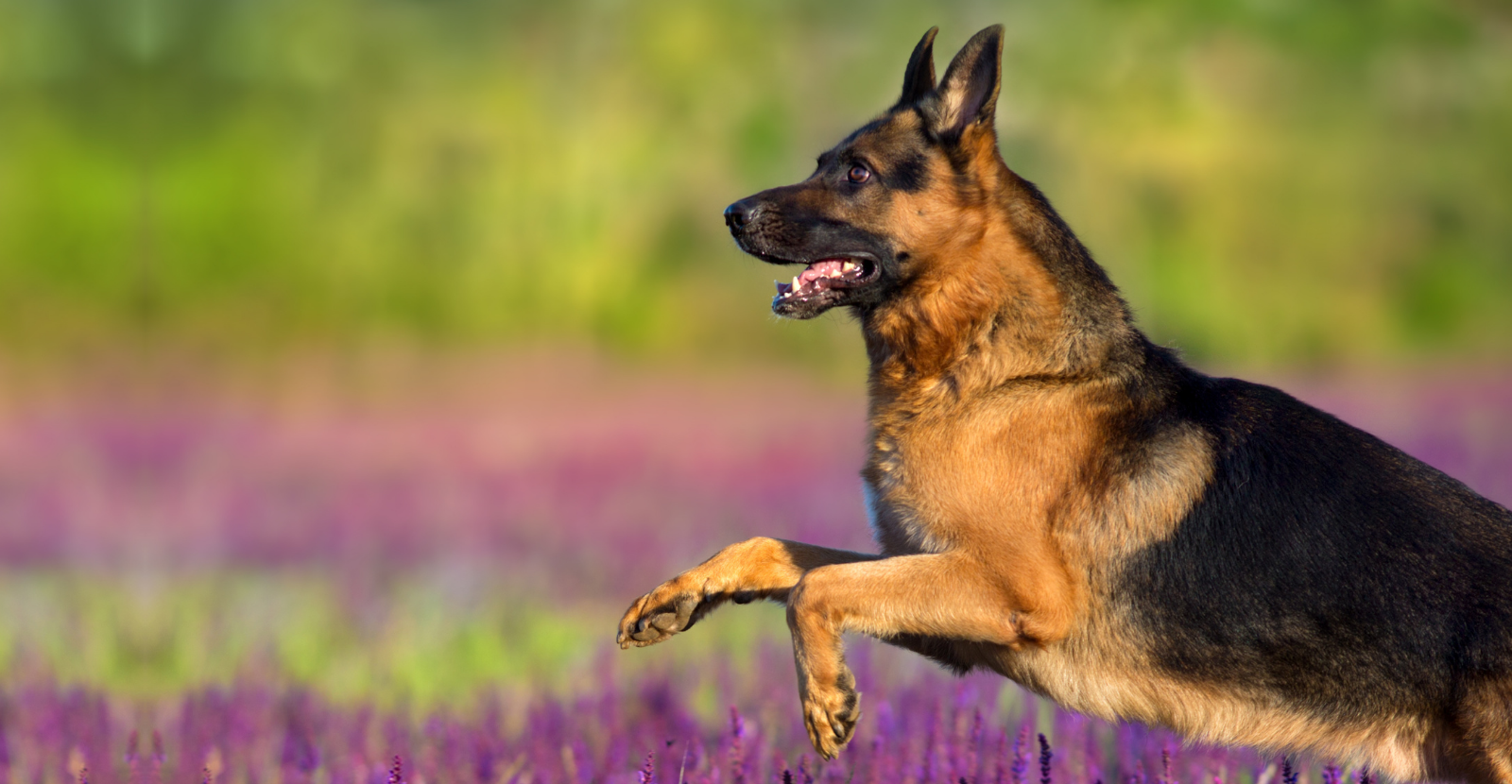 Elbow Dysplasia in Dogs: What You Need to Know
