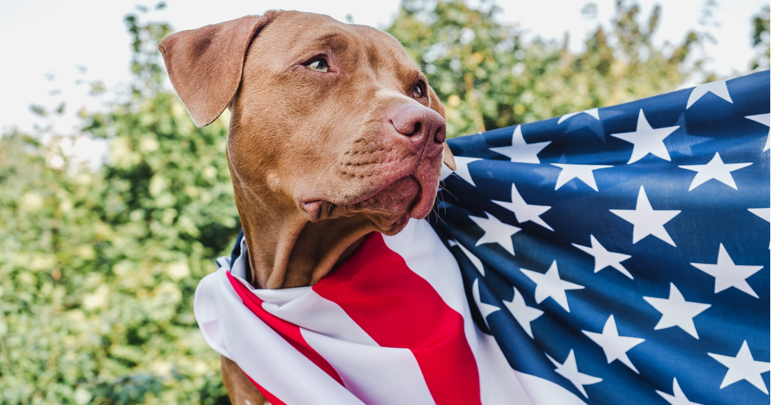4 Ways to Keep Your Dogs Safe this Fourth of July
